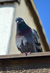 Vertical shot of a  domestic pigeon (Columba livia domestica)