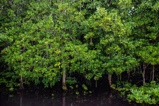 Spurred mangrove (Ceriops tagal) in the river, Ngiwal, Palau, Oceania