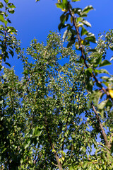 Fototapeta na wymiar almond tree in the autumn season with foliage changing color