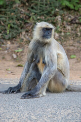 Obraz premium Northern plains gray langur sits on road at Bishnupur, west bengal, India.