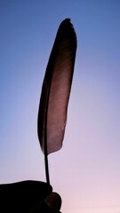 Closeup shot of a hand holding a black bird's feather with a beautiful sunset sky in the background