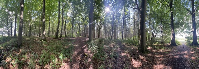 Panoramic shot of tall trees in a forest