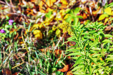 Canadian goldenrod or Solidago canadensis. It has antispasmodic, diuretic and anti-inflammatory effects.