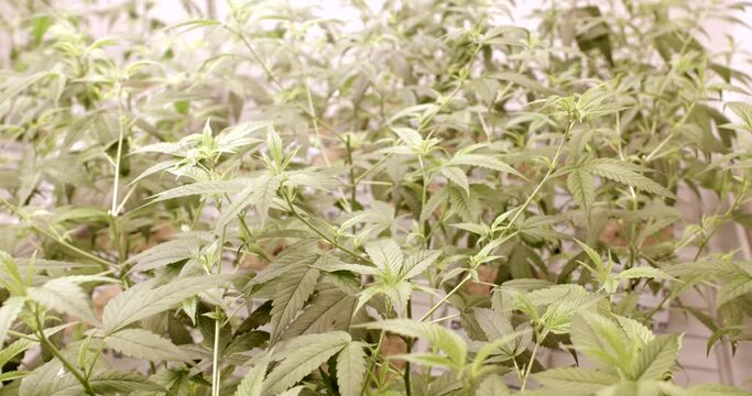 Close-up of green plants. Medicinal marijuana seedling of feminized autoflowering varieties. Legal cultivation of medical CBD in indoor farm.