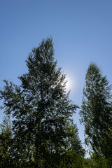 birch trees in summer in sunny weather