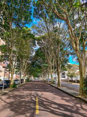 Tunell of trees in urban street