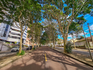 Tunell of trees in urban street