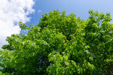 oak with green foliage in the spring season