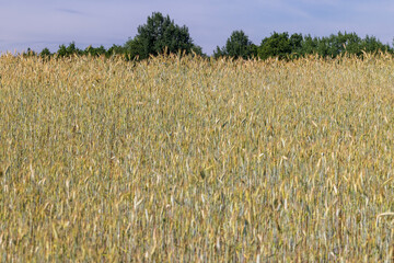 An agricultural field where ripening cereal wheat grows