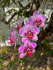 Vertical closeup shot of beautiful orchids blooming in the garden