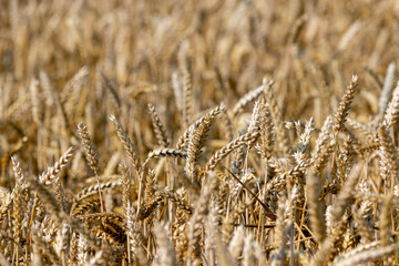 Fototapeta premium rye field with grain harvest on hot summer days