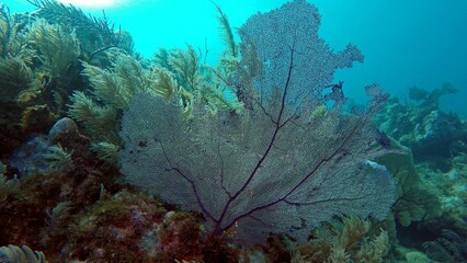 Beautiful shot of a stunning coral reef located in clear water at the ocean