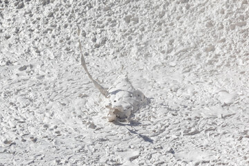 Bubbling mud in the mudpots at Artists Paintpots in Yellowstone National Park