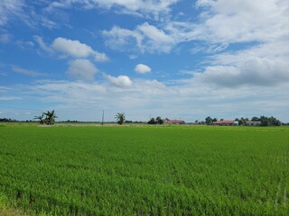 Beautiful shot of a green agricultural field in the countryside