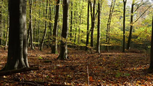 Open space in a beech forest at the start of autumn. Brown leaves on the ground, slightly colored leaves at the trees. Slow pan.