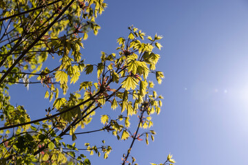 green foliage and maple flowers on trees in the spring season