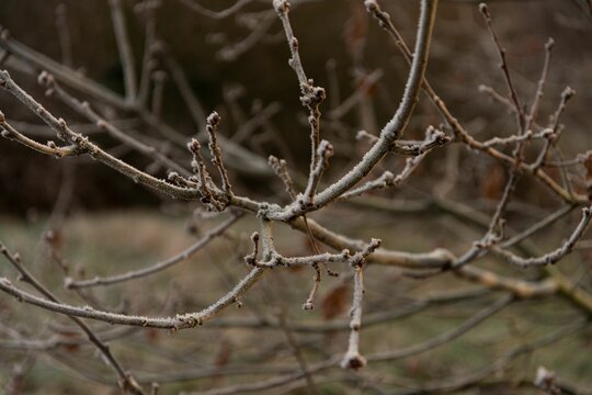 Closeup shot of bare tree branches covered in frost
