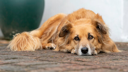 Hope relaxing in the garden, Port Elizabeth, South Africa