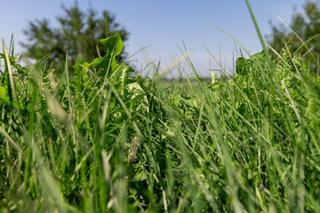 field with green grasses and plants for animal husbandry