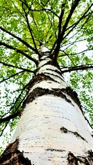 Fototapeta premium Low angle of a tree bark with green foliage