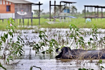 Wasserbüffel im Amazonas