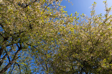 cherry tree at the end of flowering with fallen and sluggish flowers