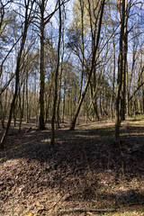 hilly territory with trees without foliage in the spring season