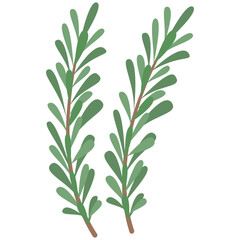 Obraz premium Rosemary herb element. Vector element with vegetarian theme. Illustration.
