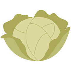 Cabbage vegetable element. Vector element with vegetarian theme. Illustration.