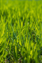 a new wheat crop in the spring season, new sprouts
