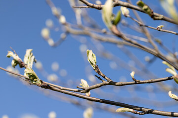 leafless deciduous trees in the spring season