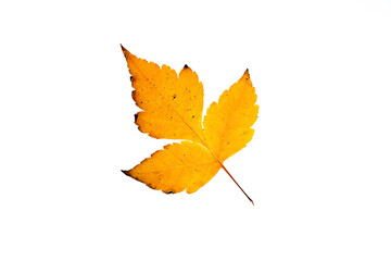 Golden autumn leaf on a white background.