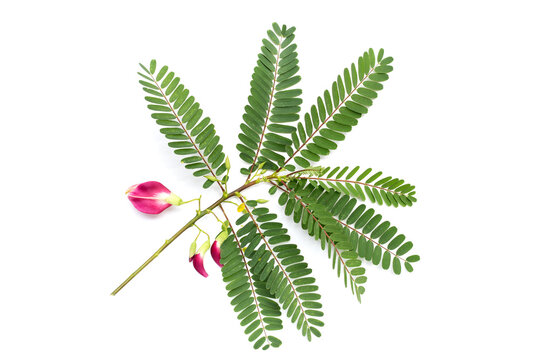Red flower of sesbania grandiflora with leaves on white background.