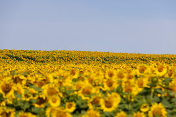 field with sunflowers during flowering and pollination by insect bees
