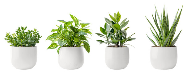 Jade Plant, Pothos, Snake Plant and  Ficus and in a white flower pot. House plants. - obrazy, fototapety, plakaty