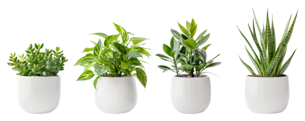 Rolgordijnen Jade Plant, Pothos, Snake Plant and  Ficus and in a white flower pot. House plants. © MW.LW