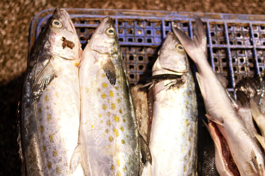 peixes &agrave; venda no Ver-o-peso
