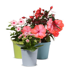 Beautiful flowers in different pots isolated on white