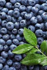 Wet fresh blueberries with green leaves as background, top view