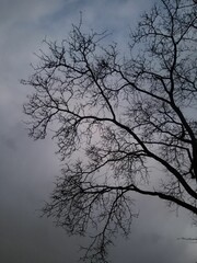 Leafless tree branches against gray cloudy sky in the evening, vertical shot