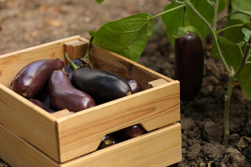 Ripe eggplants in wooden crate outdoors, closeup