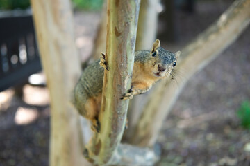 squirrel in the park