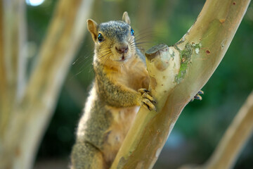 squirrel on a tree