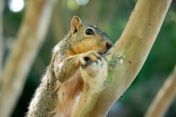 squirrel in the park