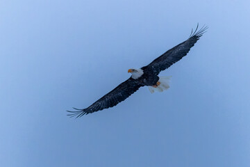 Bald Eagle soaring in the snow