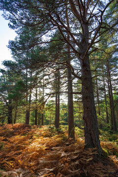 Charming Scots Pine (Pinus sylvestris) cluster on a bed of ferns during Fall in the Abernethy Forest (Scotland - UK)