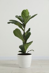 Fiddle Fig or Ficus Lyrata plant with green leaves in pot near white wall indoors