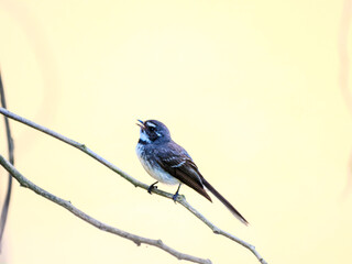 Fantail Diagonal Sings