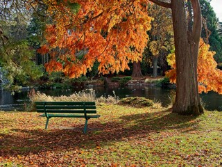 Naklejka na ściany i meble Autumn foliage and comfortable benches in the Beacon Hill Park, Victoria BC