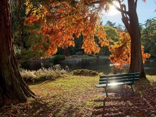 Autumn foliage and comfortable benches in the Beacon Hill Park, Victoria BC